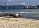 Ferienwohnung Beau Rivage Seaside